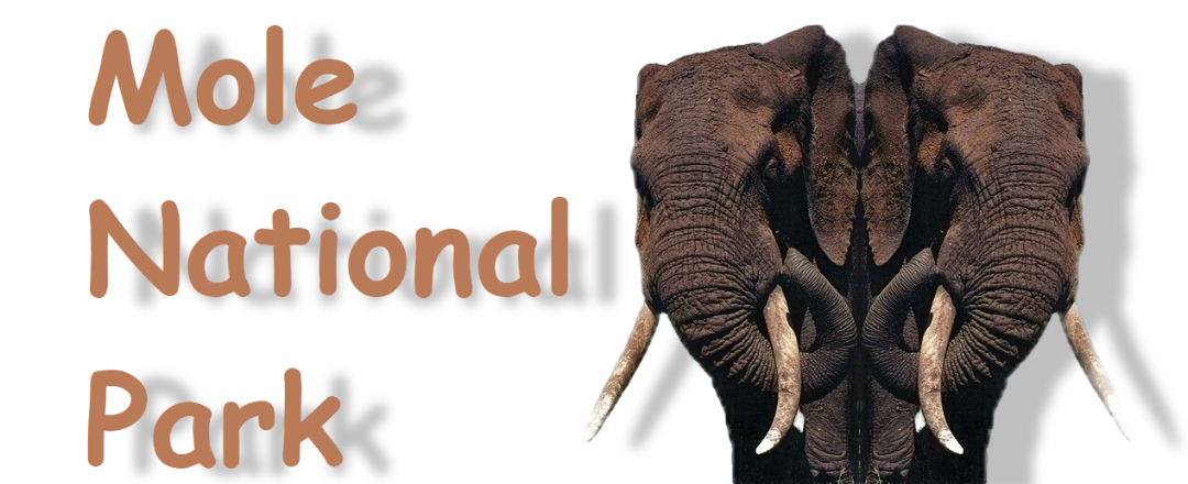 Mole National Park Ghana, lates news